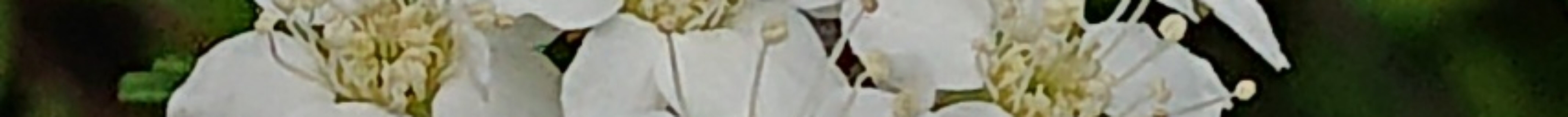 コゴメイワガサ