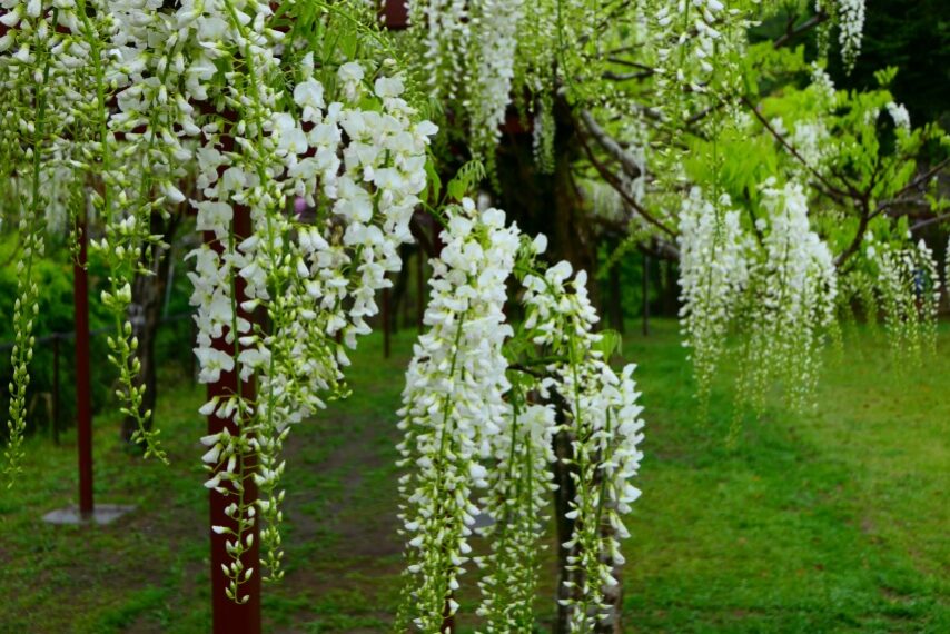 霧島市和氣神社のフジ-4