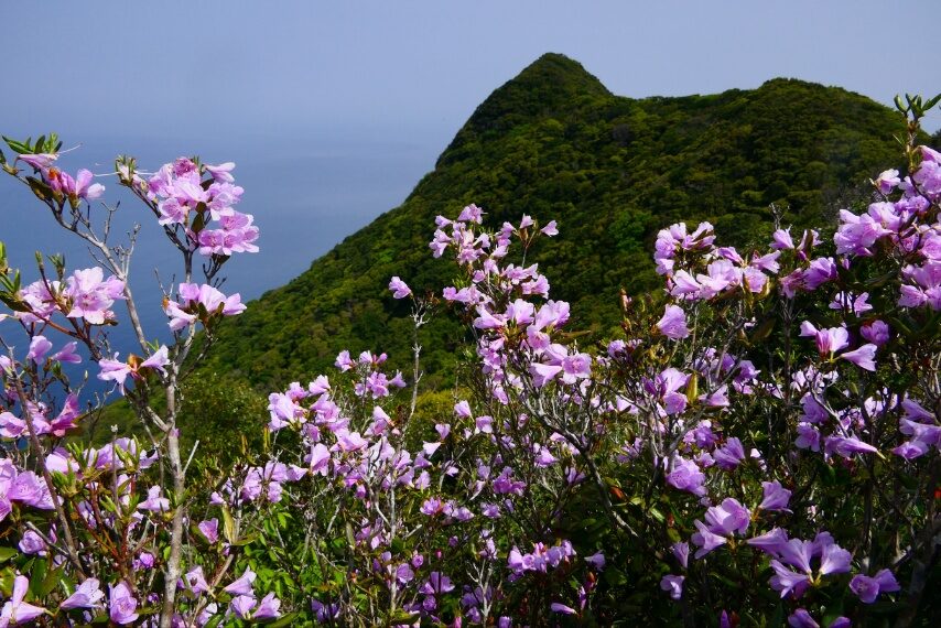遠くに鼻山山頂