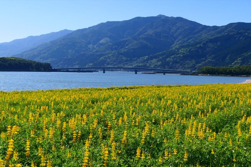 柏原海岸のルーピン-2