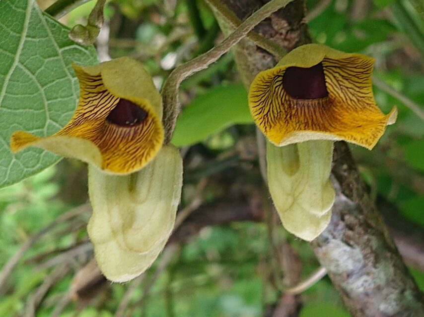 オオバウマノスズクサ