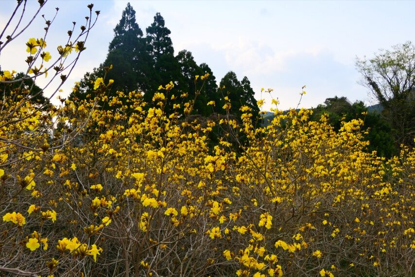 有馬イペー園のイペーが満開-3