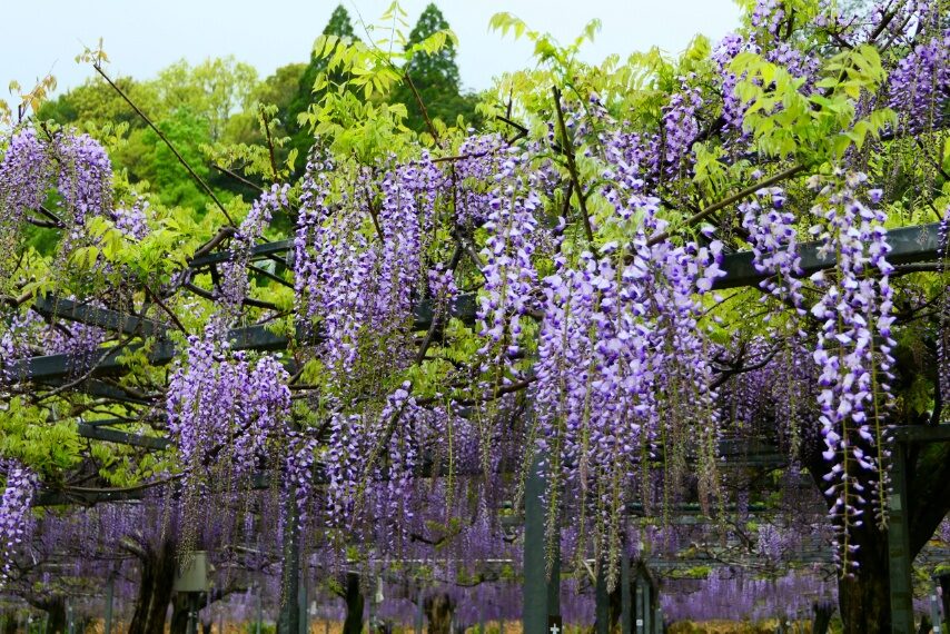 霧島市和氣神社のフジ-3