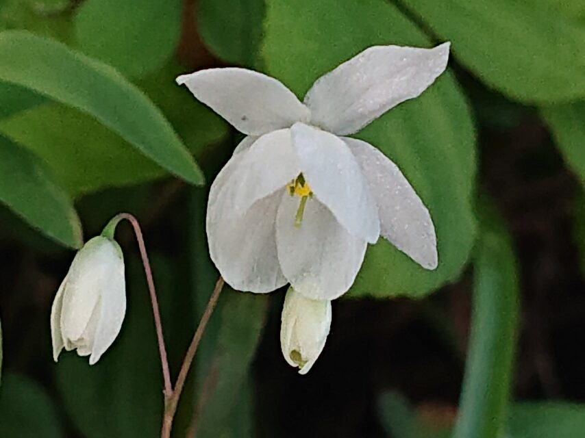 バイカイカリソウ
