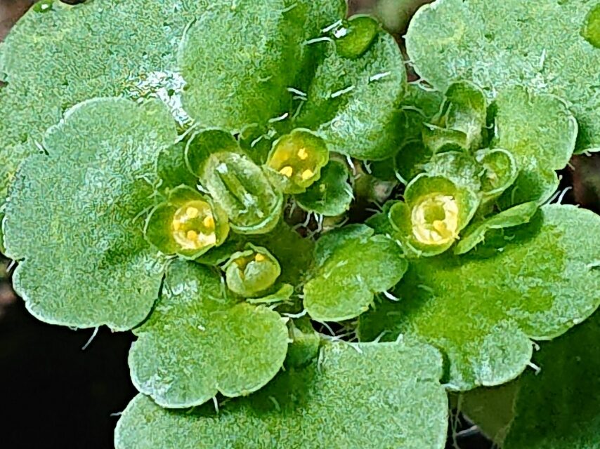 ヤマネコノメソウ