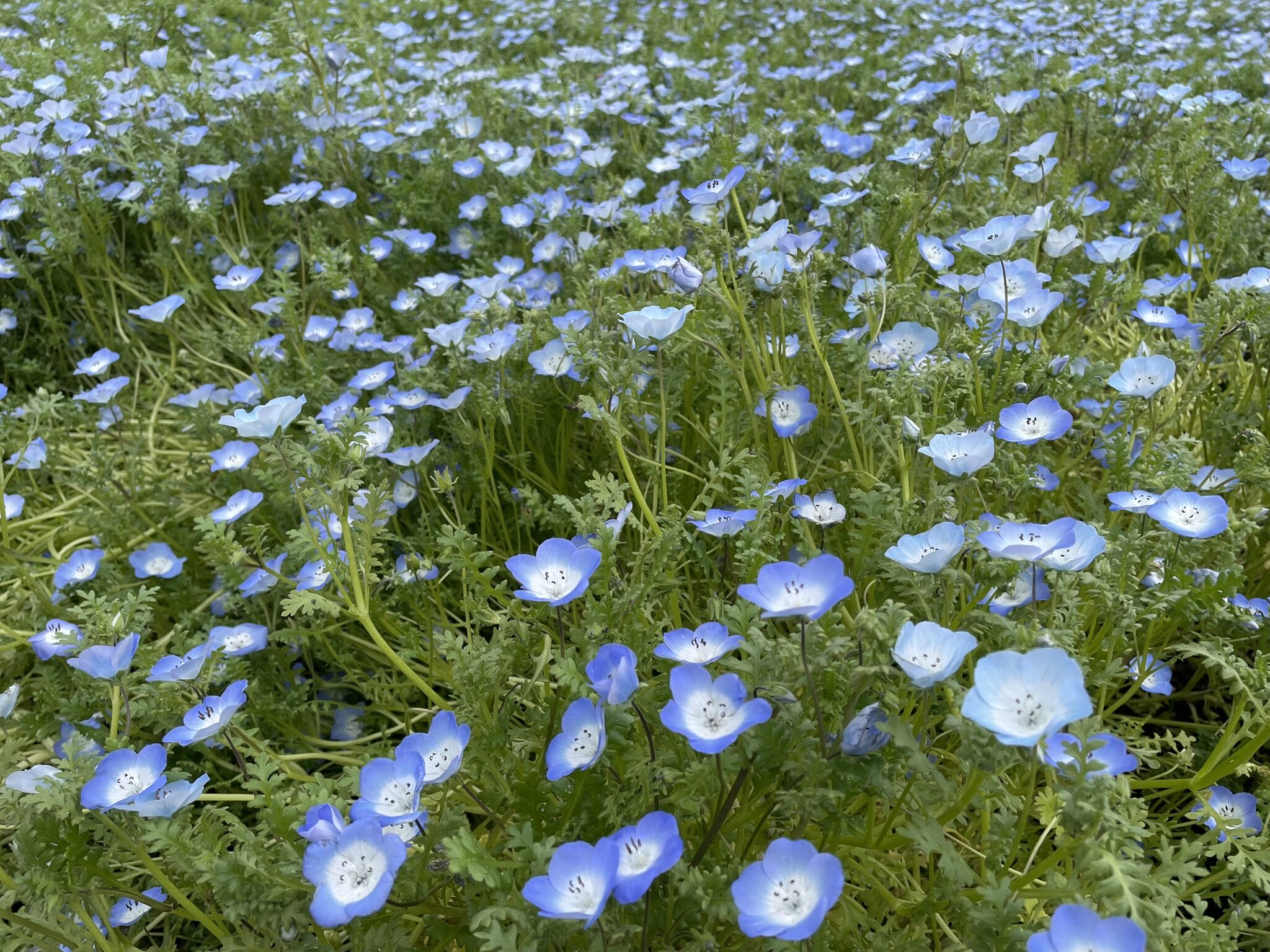 慈眼寺公園のネモフィラ-4