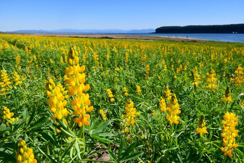 柏原海岸のルーピン-3