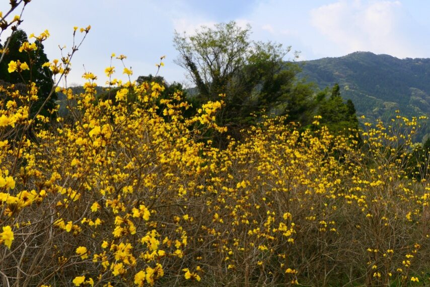 有馬イペー園のイペーが満開-1