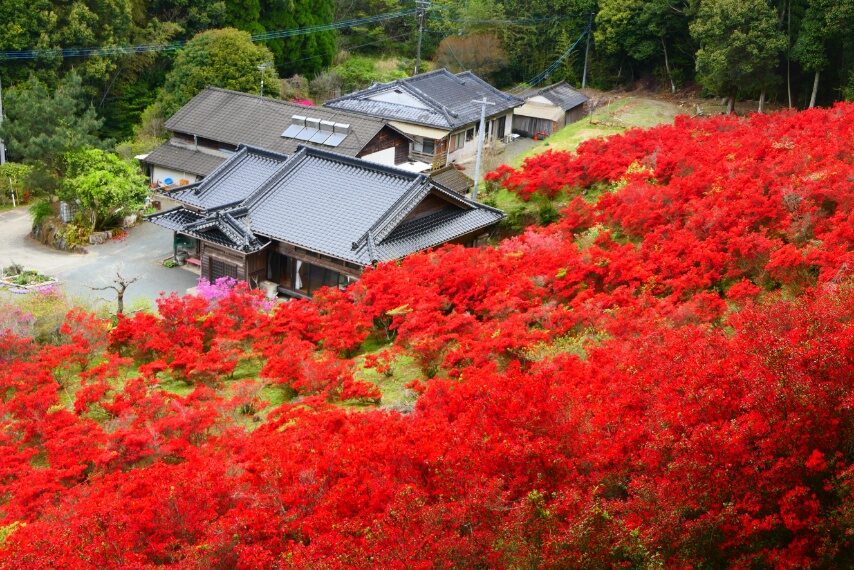 薩摩川内市永利尾原の本キリシマが満開-2