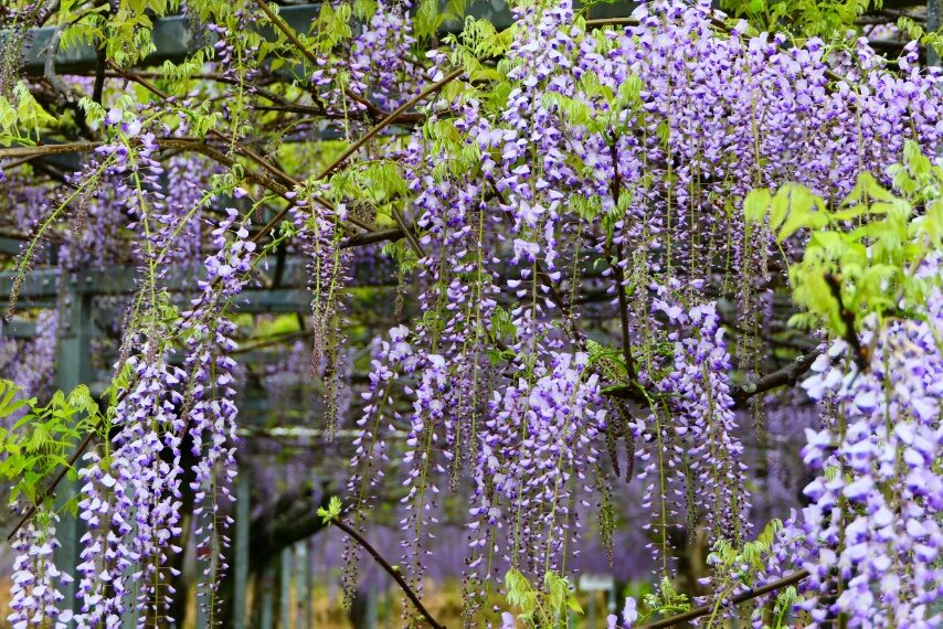 霧島市和氣神社のフジ-2