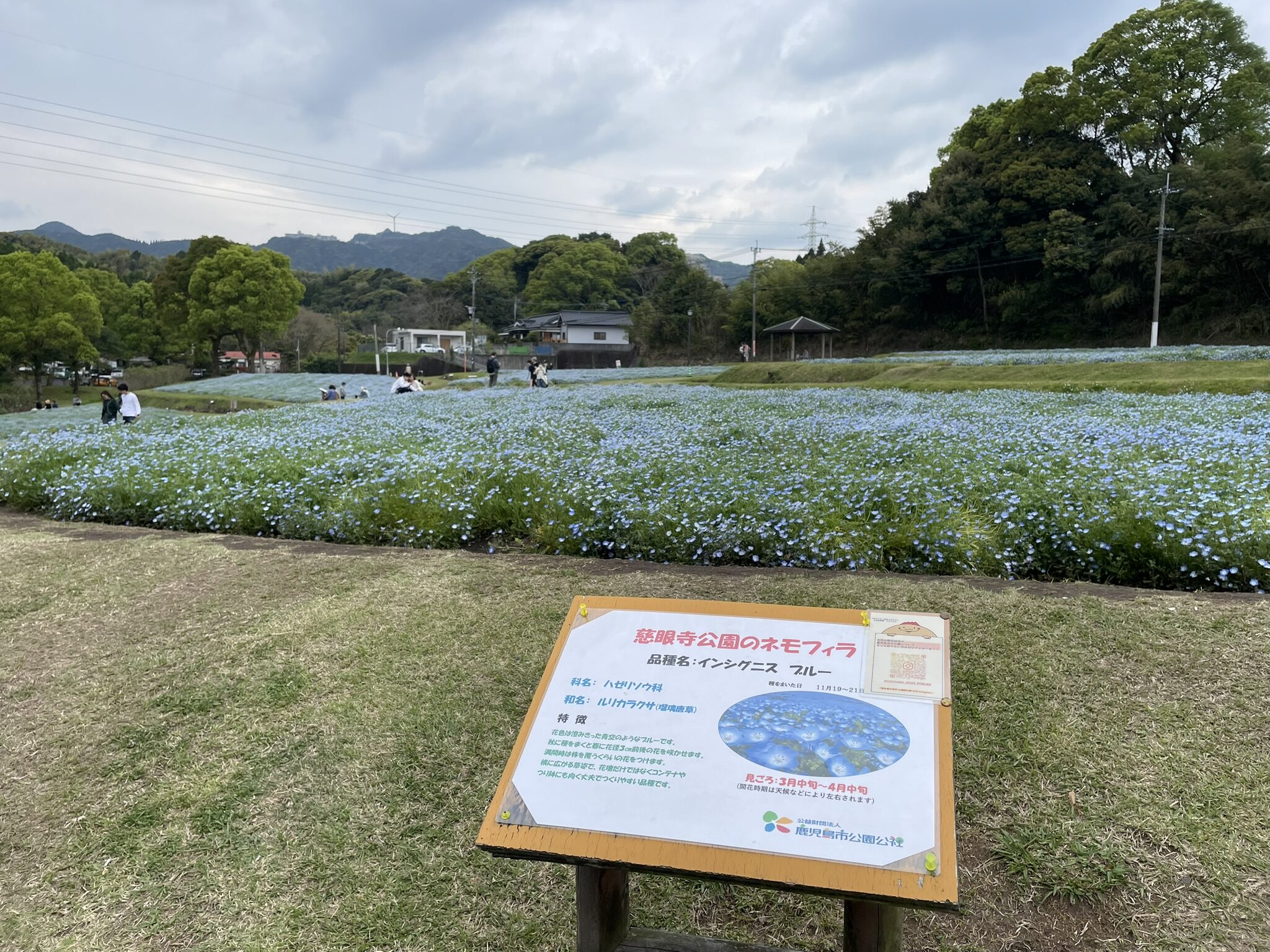 慈眼寺公園のネモフィラ-1