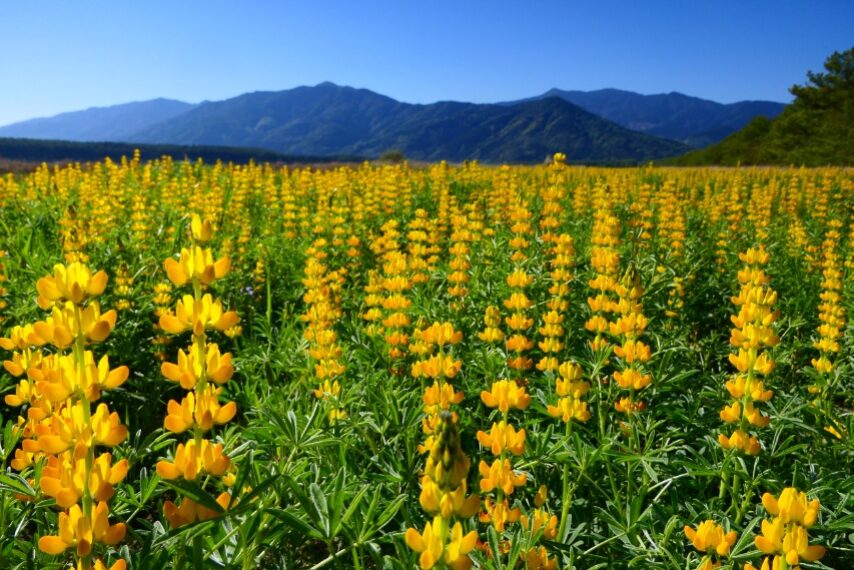 柏原海岸のルーピン-1