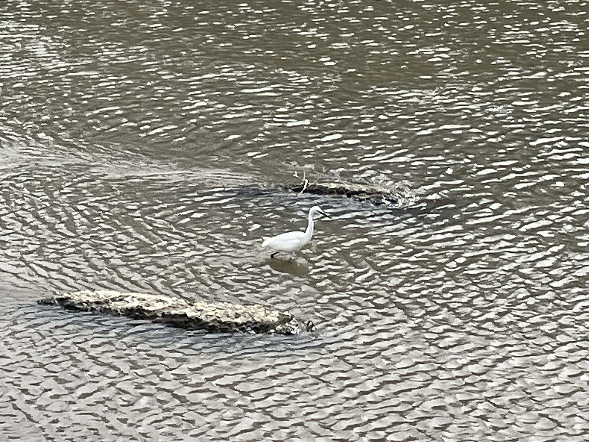 木之下川のサギ