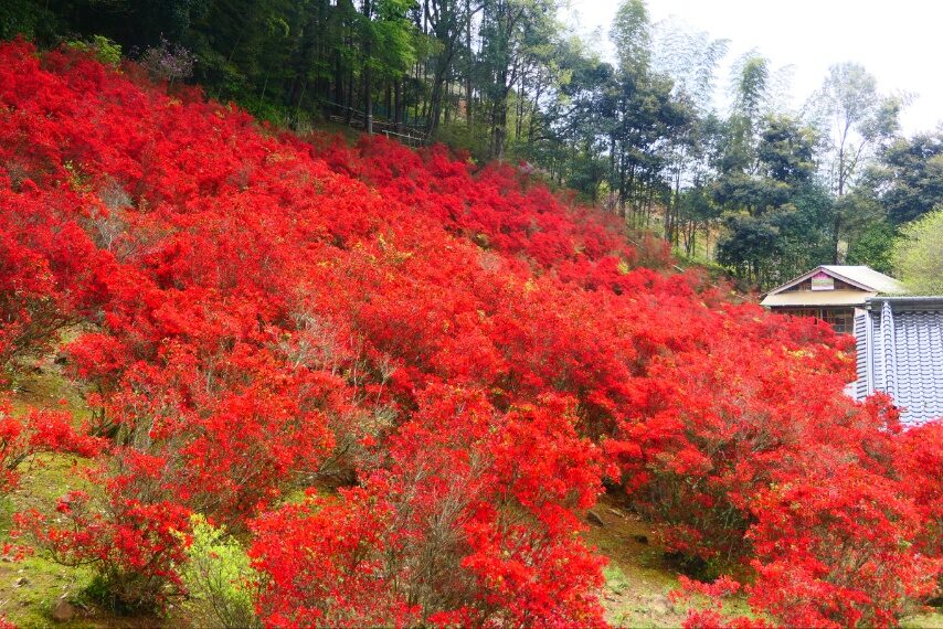 薩摩川内市永利尾原の本キリシマが満開-4