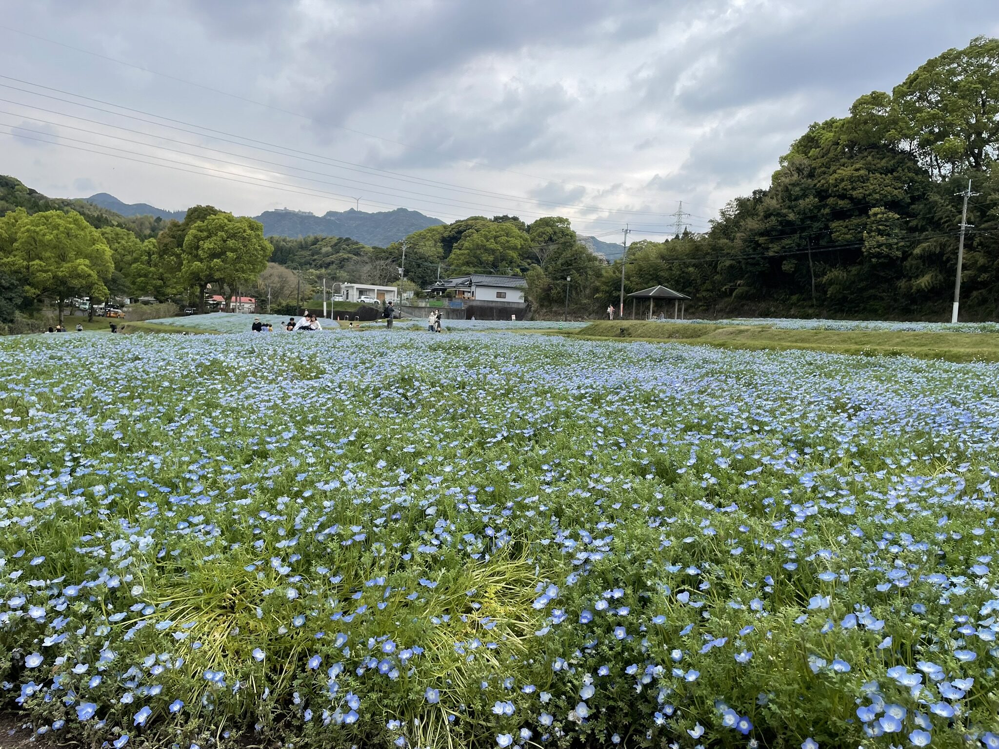 慈眼寺公園のネモフィラ-2