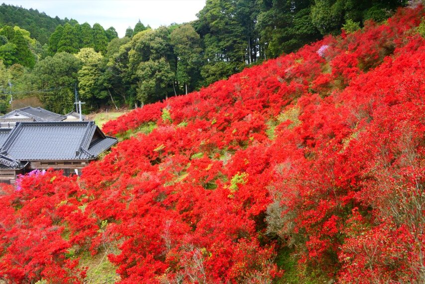 薩摩川内市永利尾原の本キリシマが満開-1