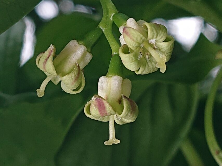 ボロボロノキ(長花柱花)