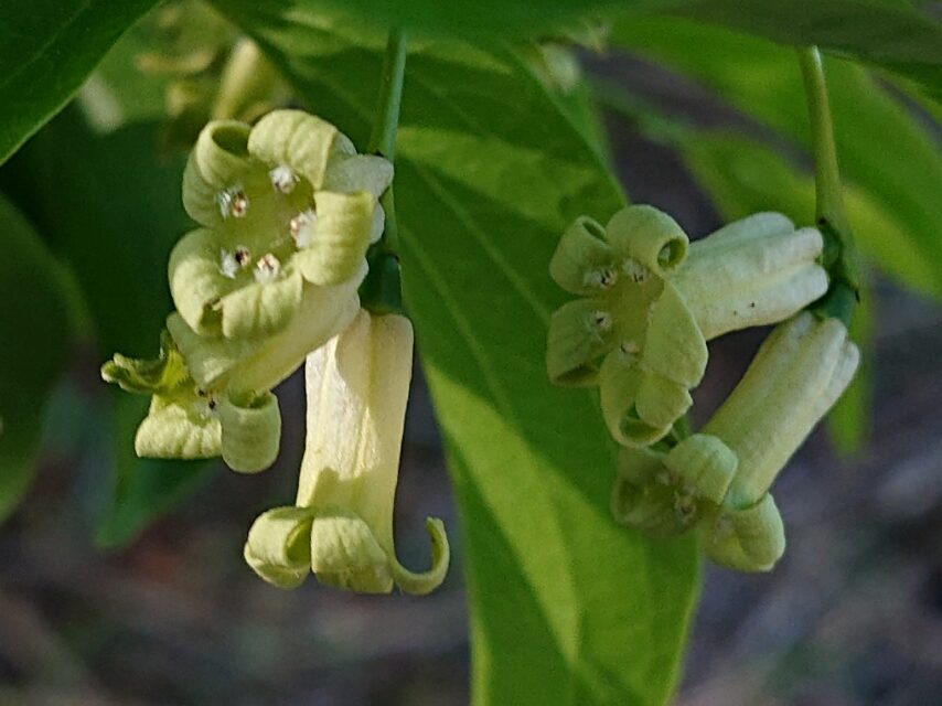 ボロボロノキ(短花柱花)