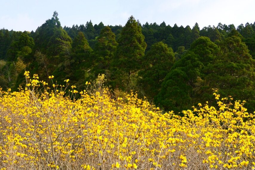 有馬イペー園のイペーが満開-4