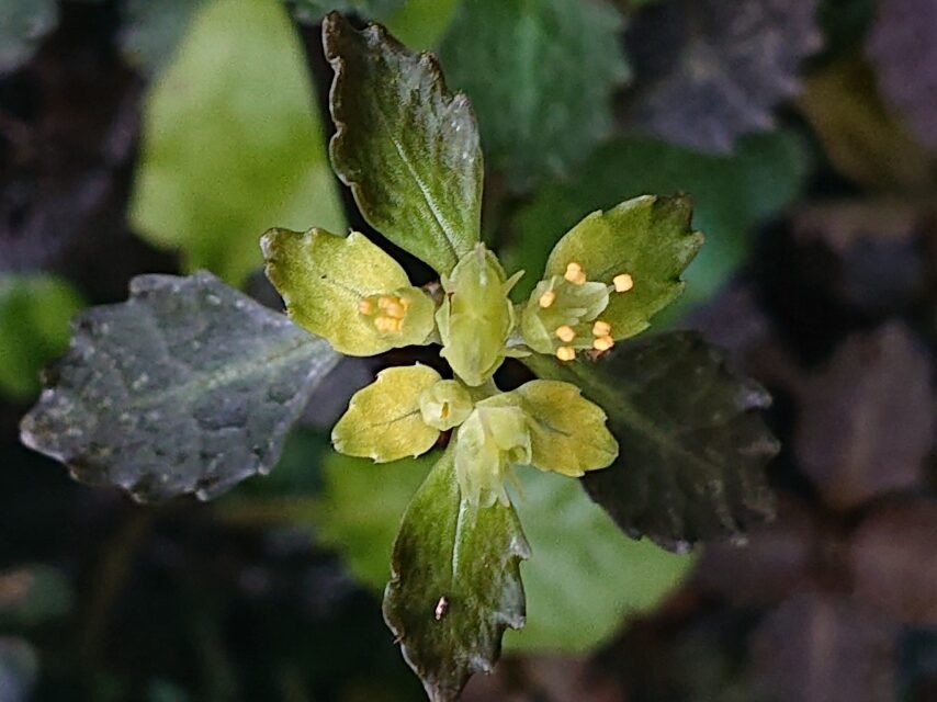 サツマネコノメ