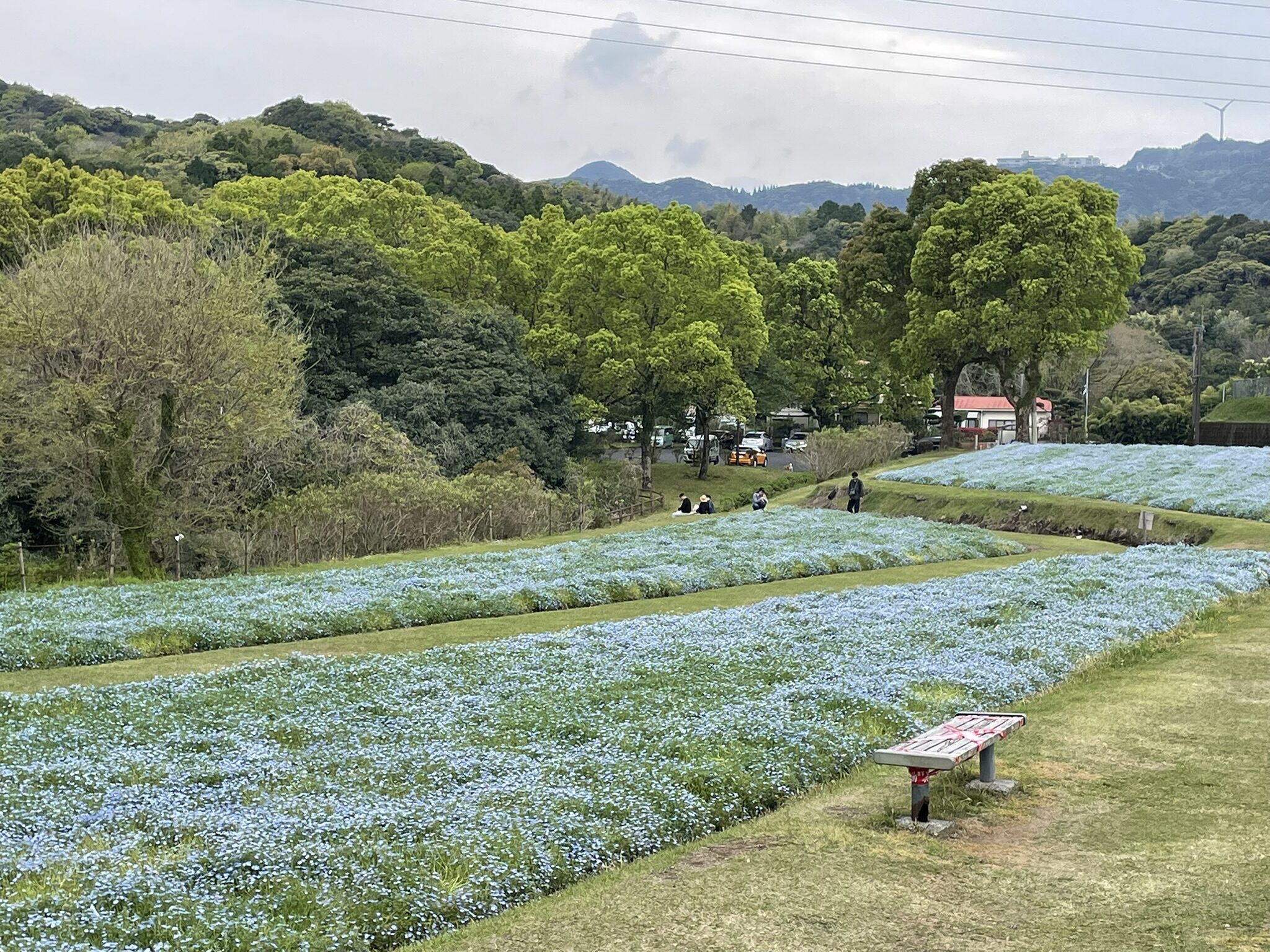 慈眼寺公園のネモフィラ-3