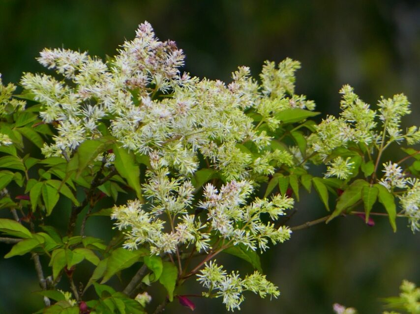 マルバアオダモ